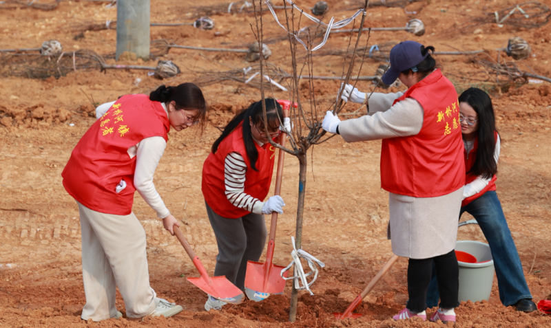 ��������չ2026������ֲ���